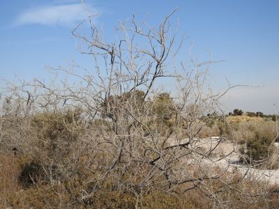 Plectrocarpa tetracantha, photographed by Guillermo Debandi