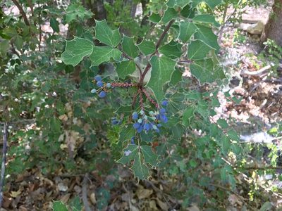 Berberis wilcoxii, photographed by CK2AZ
