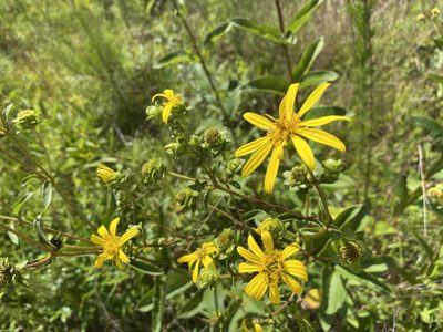 Silphium asteriscus, photographed by Carol Ann McCormick