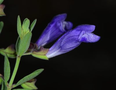 Scutellaria antirrhinoides, photographed by Don Loarie