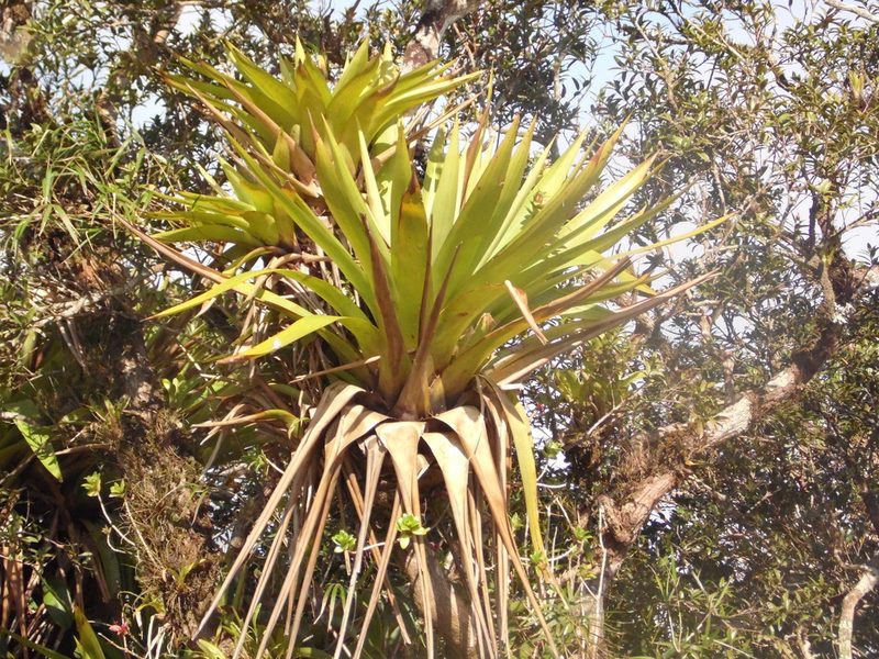 Vriesea altodaserrae, photographed by Carlos Henrique Russi