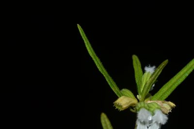 Leucas longifolia, photographed by S.MORE