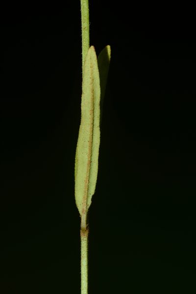 Leucas longifolia, photographed by S.MORE