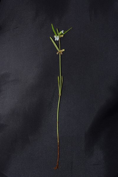 Leucas longifolia, photographed by S.MORE