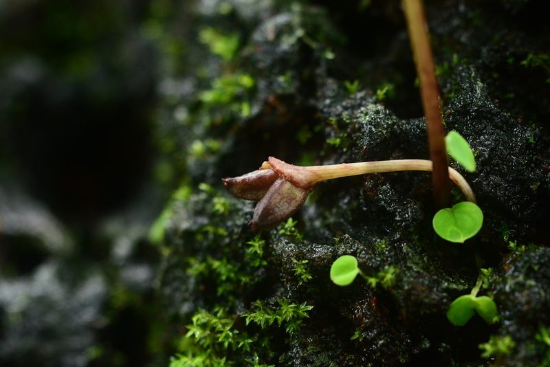 Ariopsis peltata, photographed by S.MORE