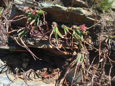 Aloe andersonii, photographed by katuchka