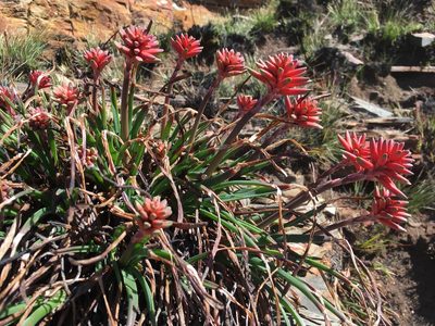 Aloe andersonii, photographed by katuchka