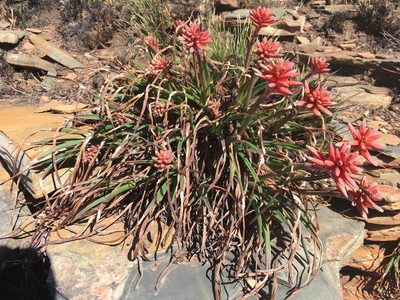 Aloe andersonii, photographed by katuchka