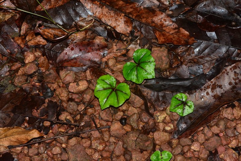 Nervilia infundibulifolia, photographed by S.MORE