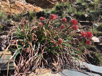 Aloe andersonii, photographed by katuchka