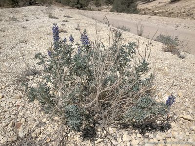 Lupinus meionanthus, photographed by Tim Messick