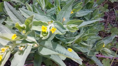 Lithospermum californicum, photographed by rickr
