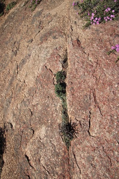 Antimima mucronata, photographed by Tony Rebelo