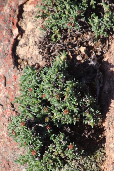Antimima mucronata, photographed by Tony Rebelo
