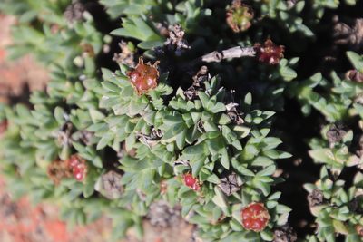 Antimima mucronata, photographed by Tony Rebelo