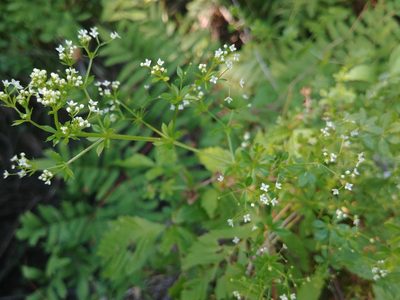 Galium asprellum, photographed by Laura J. Costello