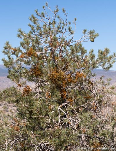 Arceuthobium divaricatum, photographed by Tim Messick