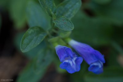 Scutellaria antirrhinoides, photographed by Ken-ichi Ueda