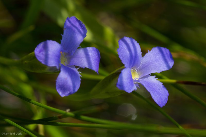 Gentianopsis simplex, photographed by Ken-ichi Ueda