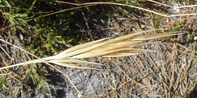 Pseudopentameris brachyphylla, photographed by Nicola van Berkel