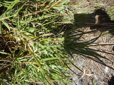 Pseudopentameris brachyphylla, photographed by Nicola van Berkel