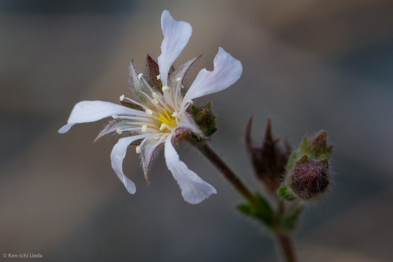 Potentilla pickeringii, photographed by Ken-ichi Ueda