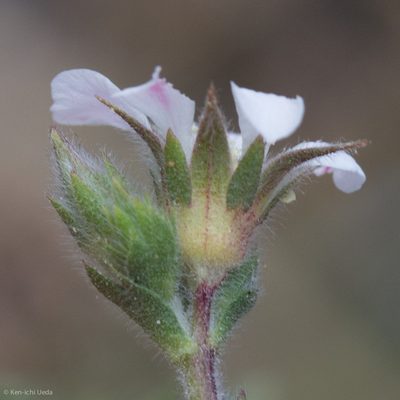 Potentilla pickeringii, photographed by Ken-ichi Ueda