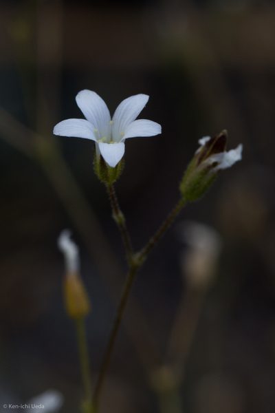 Sabulina stolonifera, photographed by Ken-ichi Ueda