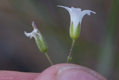Sabulina stolonifera, photographed by Ken-ichi Ueda