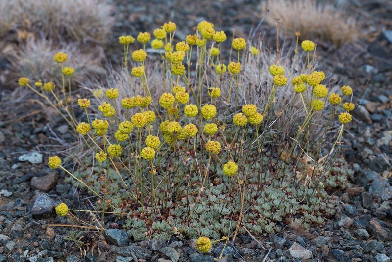 Eriogonum siskiyouense, photographed by Ken-ichi Ueda