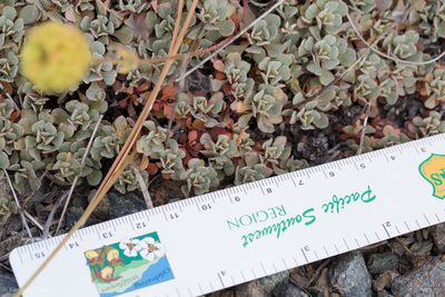 Eriogonum siskiyouense, photographed by Ken-ichi Ueda