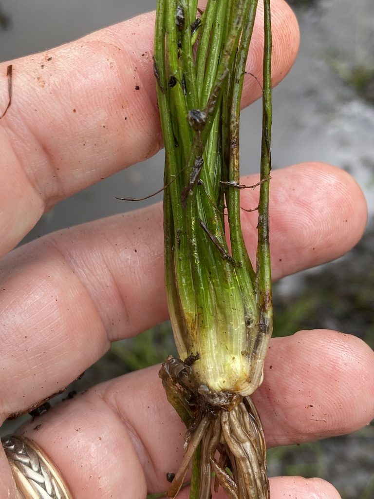 Isoetes valida, photographed by Alan Weakley