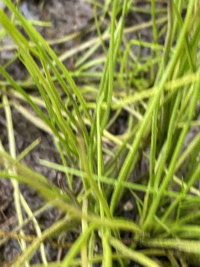 Isoetes valida, photographed by Alan Weakley