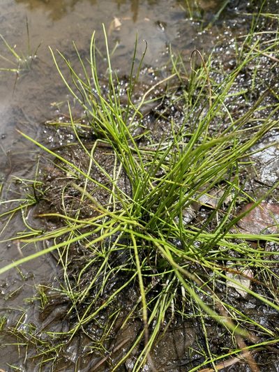 Isoetes valida, photographed by Alan Weakley