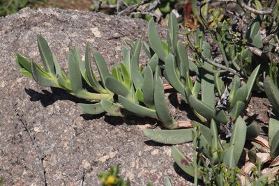 Carpobrotus quadrifidus, photographed by Tony Rebelo