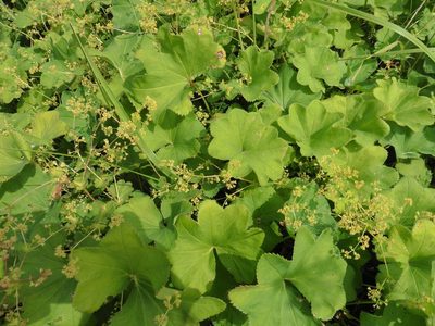 Alchemilla cymatophylla, photographed by Силаева Татьяна Борисовна