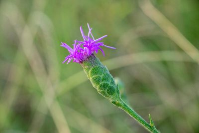 Liatris cymosa, photographed by Kyle M. Simpson