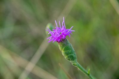 Liatris cymosa, photographed by Kyle M. Simpson