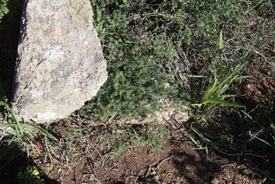 Asparagus declinatus, photographed by Tony Rebelo