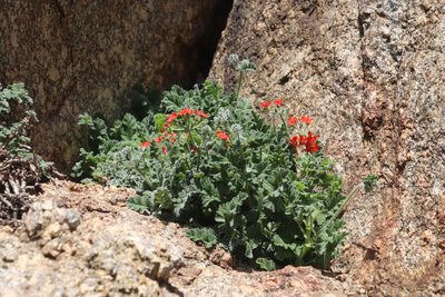 Pelargonium fulgidum, photographed by Tony Rebelo