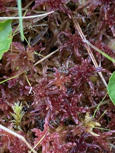 Sphagnum bartlettianum, photographed by Alan Weakley