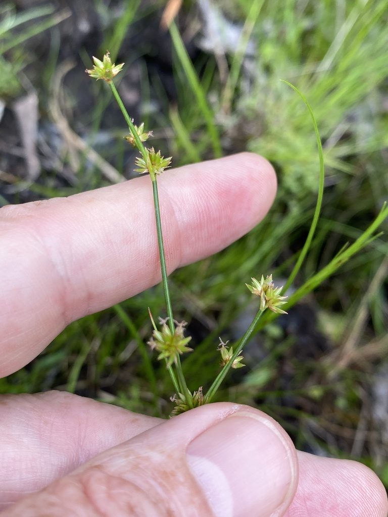 Juncus subcaudatus, photographed by Alan Weakley