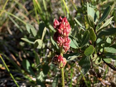 Triantha glutinosa, photographed by davidbroadland