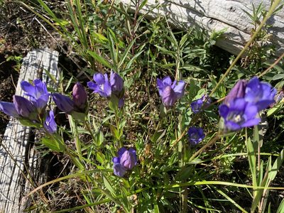 Gentiana sceptrum, photographed by davidbroadland