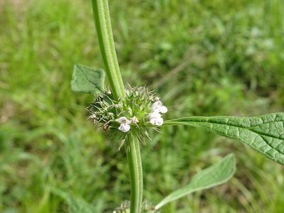 Chaiturus marrubiastrum, photographed by Thomas Koffel