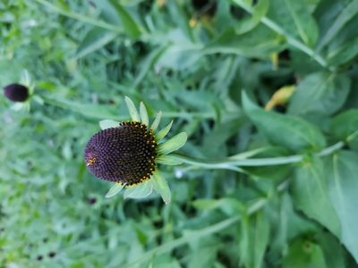 Rudbeckia occidentalis