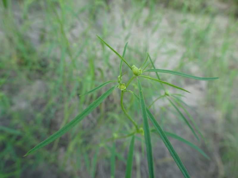 Euphorbia hexagona, photographed by Thomas Koffel