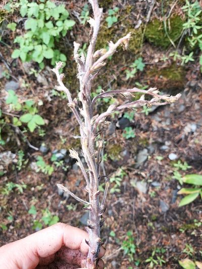 Orobanche pinorum, photographed by Jon Eilers