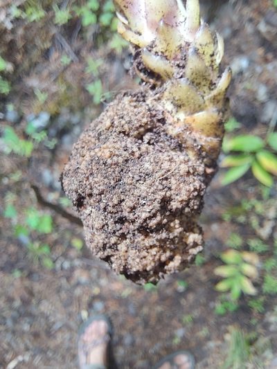 Orobanche pinorum, photographed by Jon Eilers
