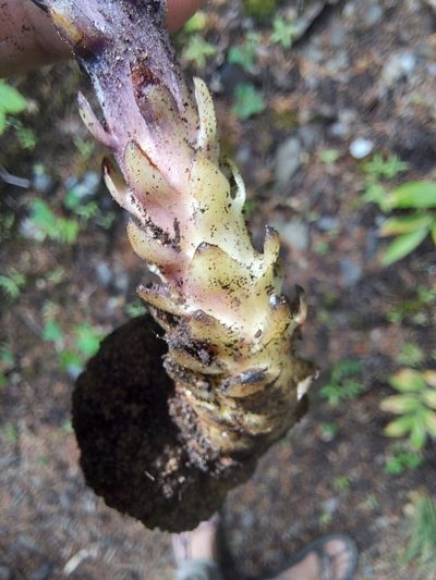 Orobanche pinorum, photographed by Jon Eilers